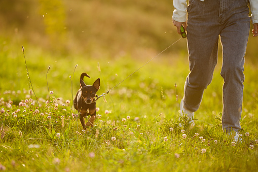 Professional dog walker walks a smooth-haired Russian Toy Terrier on a leash in a park along the grass at sunset on a sunny summer day. Business concept for dog walking, pet sitting, pet care.