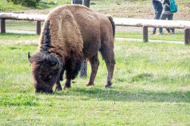 Free Stock Photo of Bison Grazing on Grass in Zoo Enclosure | Download ...