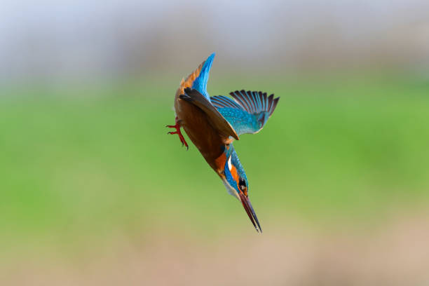 istock Kingfisher diving into the water to catch fish 2065806756