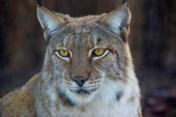 istock Eye of the Predator: Capturing the Essence of a Lynx in Close Proximity 2065811648