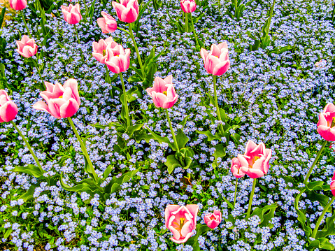 pink tulips growing in the meadow surrounded by small blue flowers