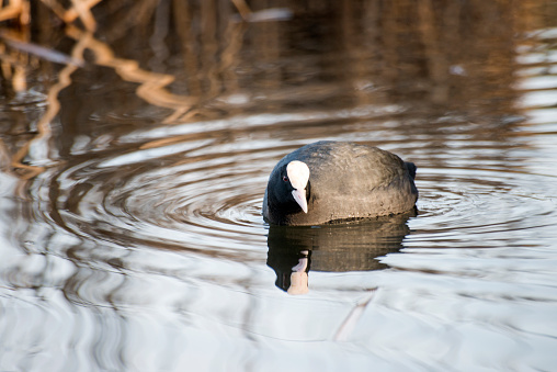 Goldeneye Duck (Bucephala clangula), Female. Sandy Stream Pond, Baxter State Park, Maine.