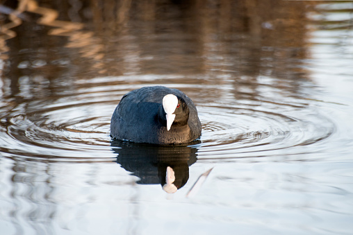 Eurasian coot at water with reflection