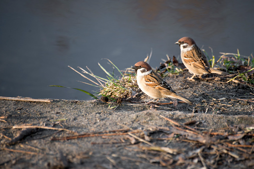 Two sparrows on the ground