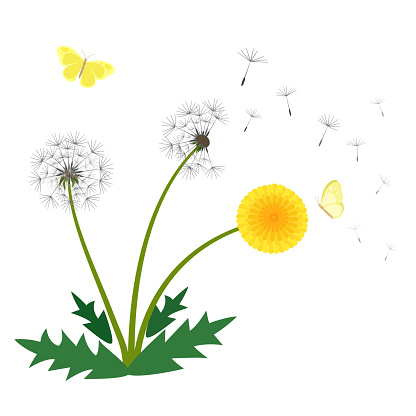 Dandelion flower vector illustration, beautiful fresh blooming yellow flower, wind blowing dandelion seeds and butterfly isolated on white background.