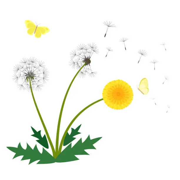 Vector illustration of Dandelion flower vector illustration, beautiful fresh blooming yellow flower, wind blowing dandelion seeds and butterfly isolated on white background.