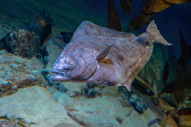 European plaice fish -  Pleuronectes platessa