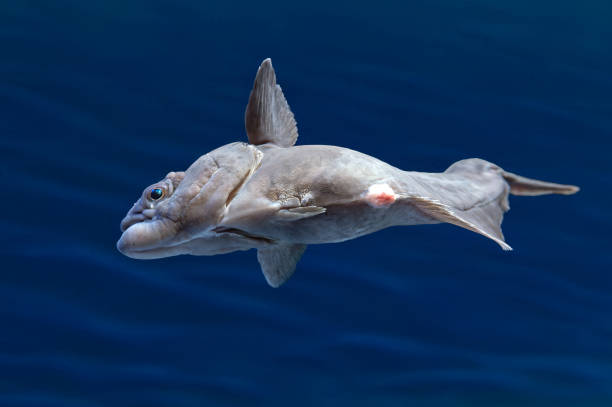 istock European plaice fish -  Pleuronectes platessa 2065846556