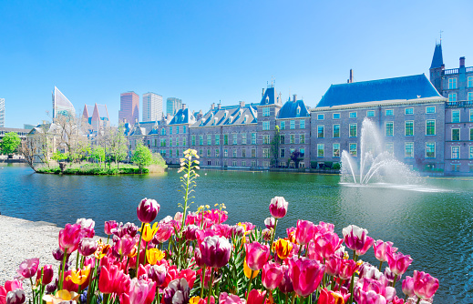 Binnenhof - Dutch Parliament with growing tulips, The Hague, Holland