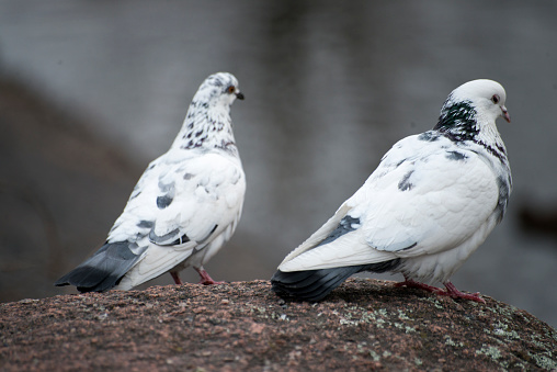 Two pigeons on the ground, white and black colours