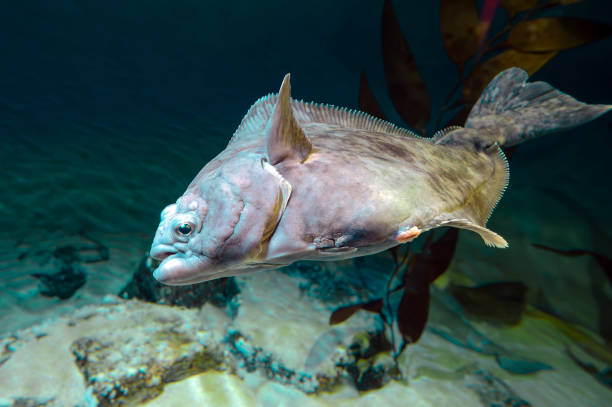 istock European plaice fish -  Pleuronectes platessa 2065847266