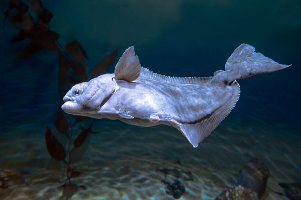 istock European plaice fish -  Pleuronectes platessa 2065847601