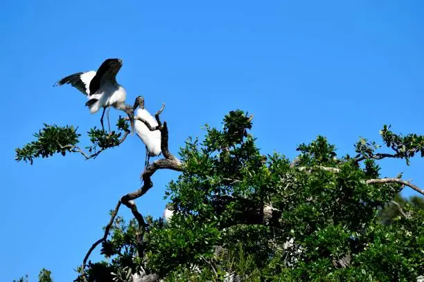 Wood storks at the marshland St. Augustine, Florida, USA.