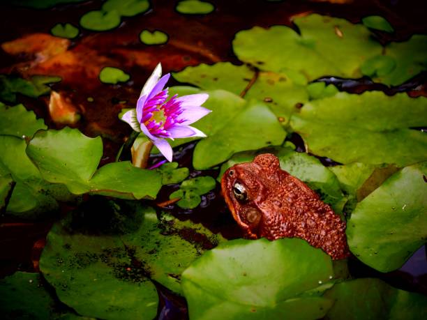 Toad in love with a lotus flower