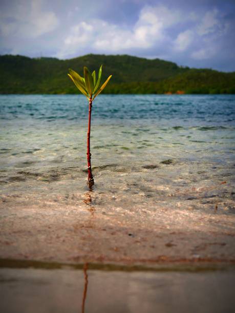 soledad del manglar - lonelyness fotografías e imágenes de stock