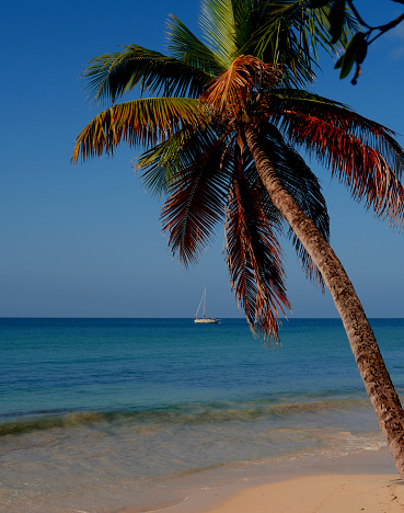 Coconut in the sand on the beach