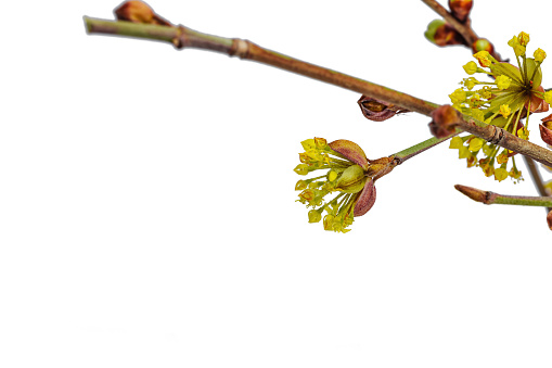 Blooming dogwood branches on a white background. Young leaves and flowers from garden farming agricultural