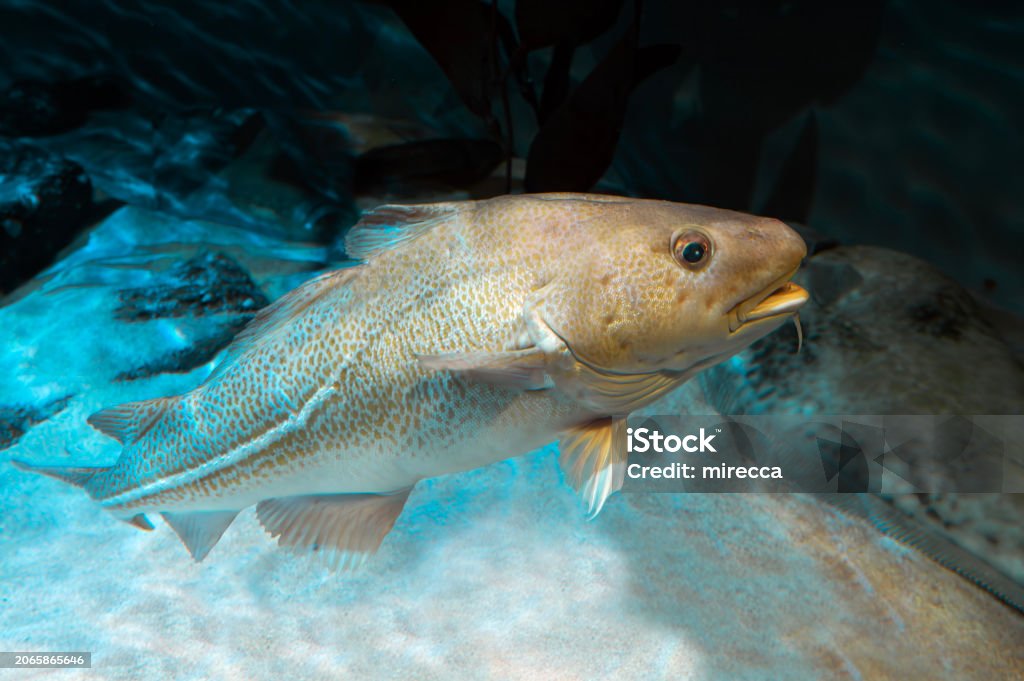 Leopard Cod Atlantic Cod Gadus Morhua Stock Photo - Download Image Now - Atlantic ...