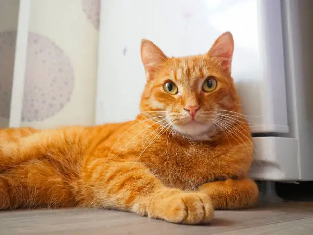 Red large well-fed domestic cat lies on the floor near refrigerator and looks at the camera. The right front paw is extended forward. Pet care. Cat breeds. Love to the animals. Veterinary medicine