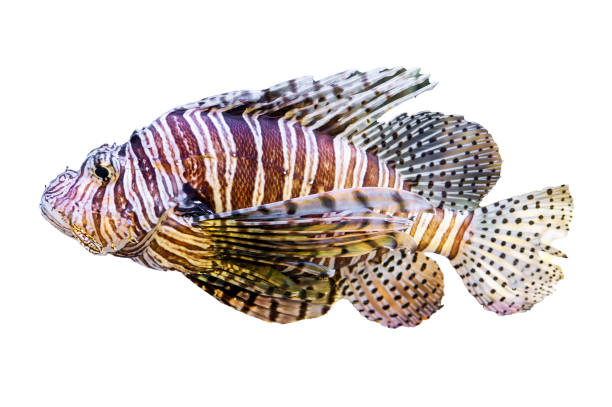 istock Tropical coral fish isolated on white background 2065870426