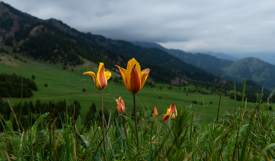 Wild tulips in the Almaty mountains on a cloudy spring day