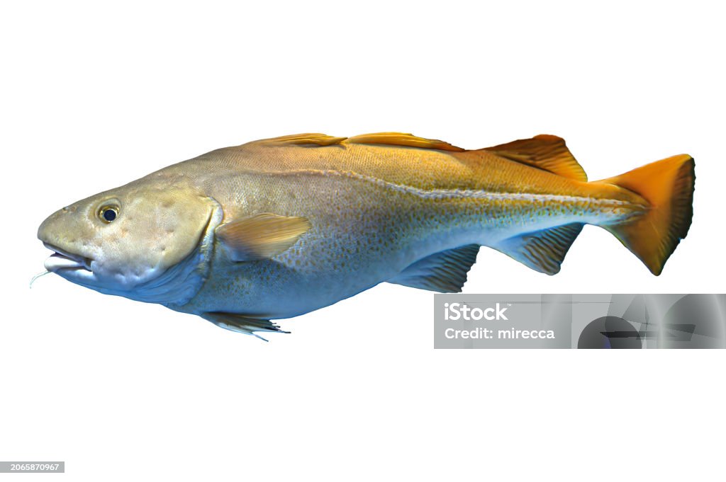 Atlantic Cod Gadus Morhua Isolated On White Stock Photo - Download ...