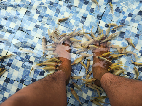 fish therapy for feet in the pond