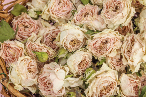The large bouquet of roses is already withered and dried. It can now be used as a background for still life subjects.