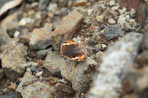 an orange-brown butterfly perched on a rock