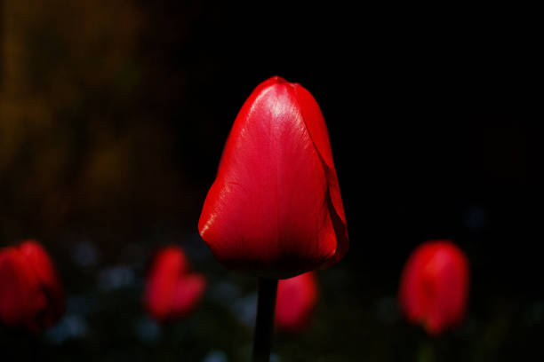 Vibrant red tulip in the darkness