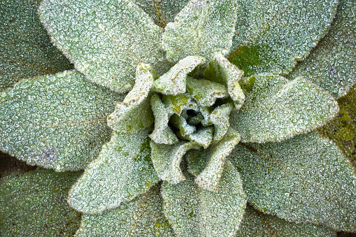 Denseflower mullein or dense-flowered mullein or common mullein, Verbascum densiflorum, with dewdrops on the leaves, looking like ice crystals