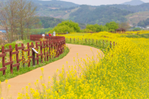 Spring scenery of Nakdonggang River canola fields in Korea