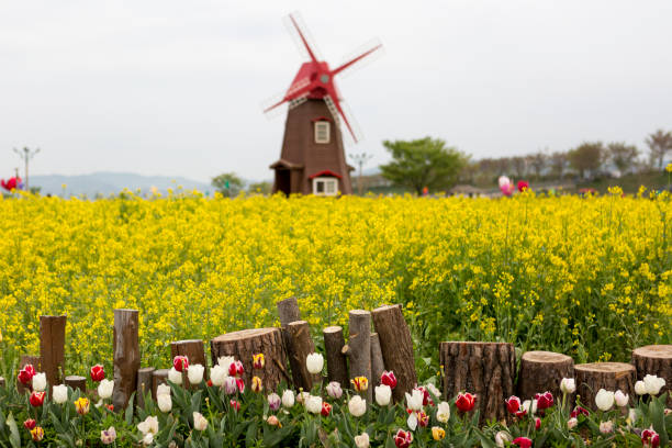 Spring scenery of Nakdonggang River canola fields in Korea