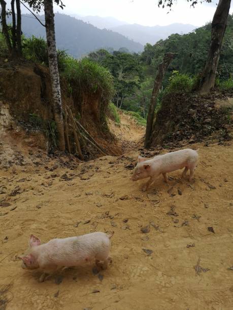 istock Baby pigs in the jungle 2065906278