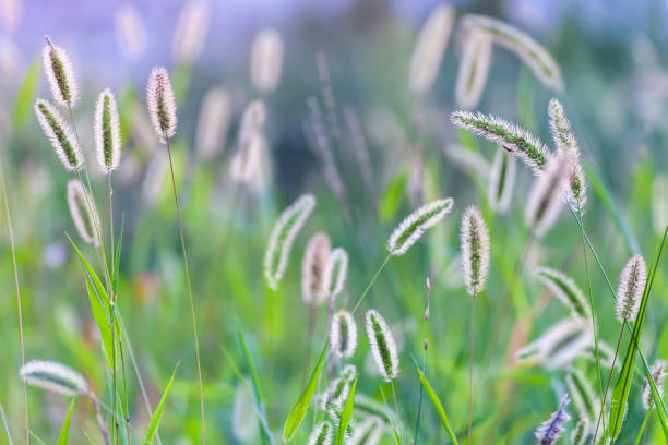 istock Green foxtail. Natural background material. Poaceae annual weed. 2065911185