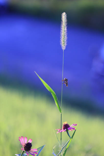 Green foxtail. Natural background material. Poaceae annual weed.