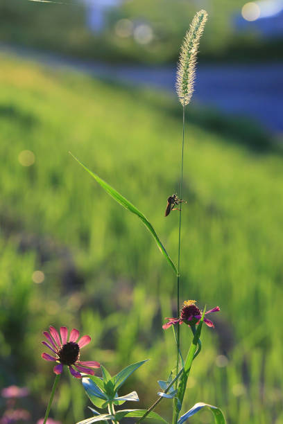 Green foxtail. Natural background material. Poaceae annual weed.