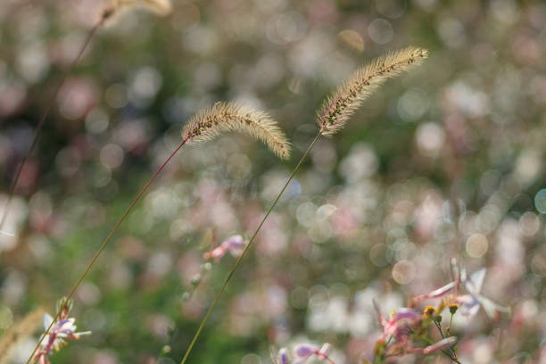 Green foxtail. Natural background material. Poaceae annual weed.