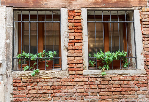 Image of two Venetian style windows set into a red brick wall. Both windows have a protective metal frame to prevent access. Both have trailing plants on the window sills.