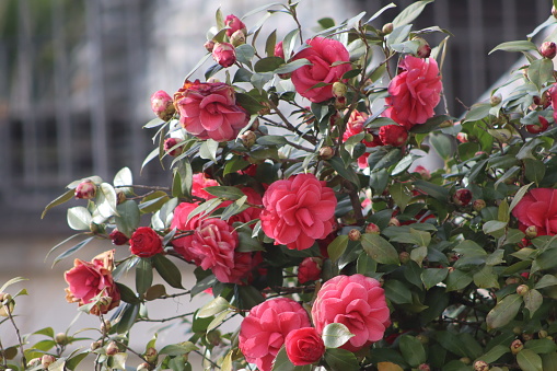 A close-up of the roses on the roadside