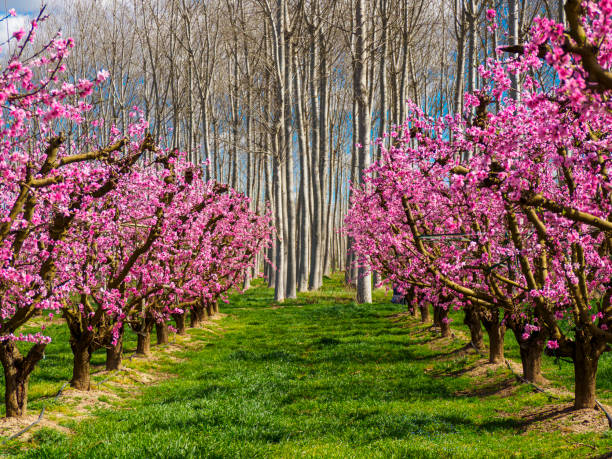 spring time