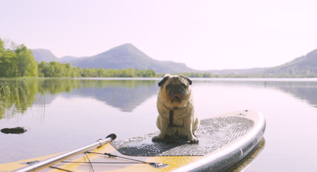 Cute Dog Is Getting Ready for SUP Boarding on the Lake!