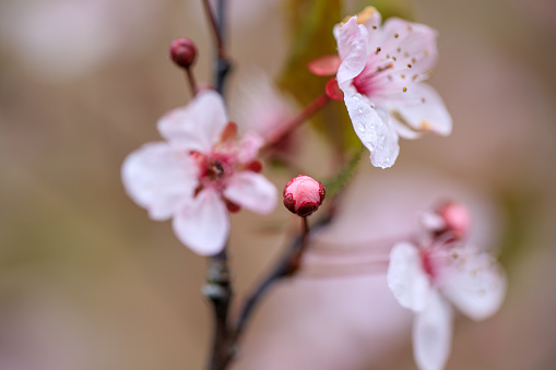 Close-up of a cherry plum blossom (Prunus cerasifera Nigra) right before springtime, seen in Rhine-Erftkreis-Area of Northrhine-Westfalia, Germany