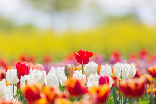 Spring scenery of fields along Korea's Nakdong River with tulips blooming