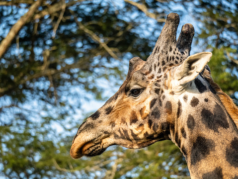 Male giraffe (Giraffa camelopardalis rothschildi) in Mburo National Park in Uganda. Acacia trees in the background.