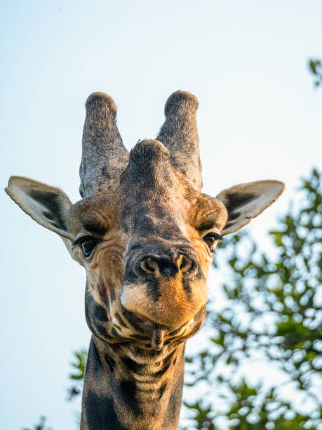 male giraffe (giraffa camelopardalis rothschildi) in mburo national park in uganda. - albert schweitzer стоковые фото и изображения