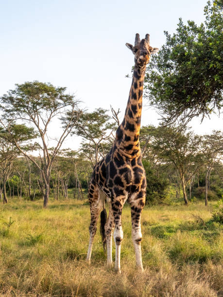 самец жирафа (giraffa camelopardalis rothschildi) в национальном парке мбуро в уганде. - albert schweitzer стоковые фото и изображения
