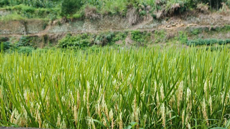 Rice, rice ears, agriculture