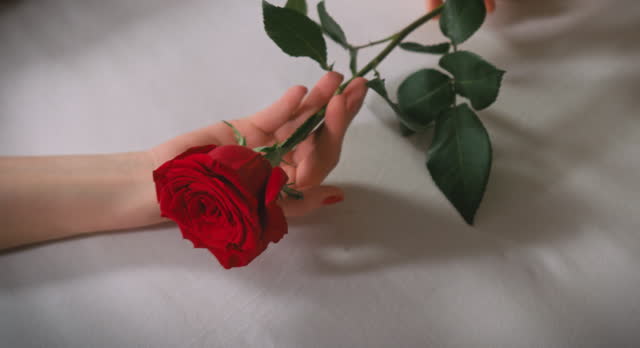 Lovers' hands touch each other. One hand passes a rose to the other.