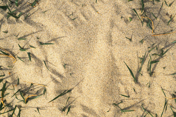 Grass growing out of beach sand, top view summer season background